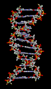 Uma cadeia de DNA (from Wikipedia)