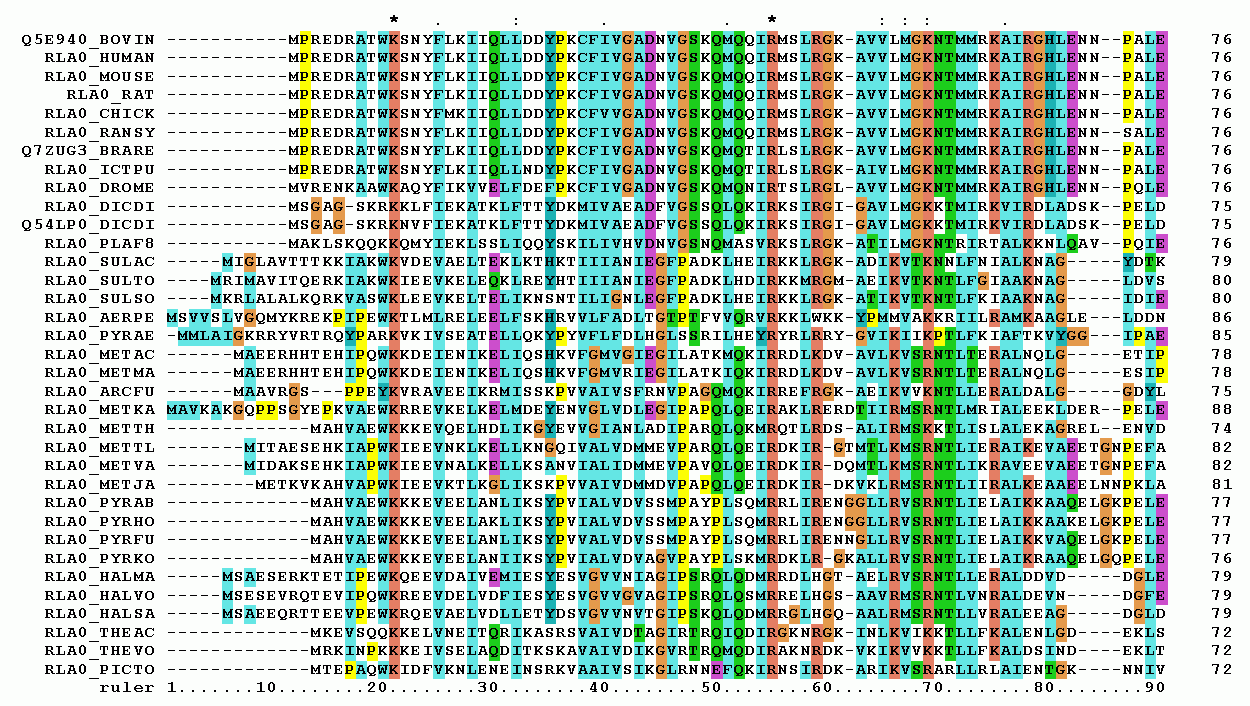 First 90 positions of a protein multiple sequence alignment of instances of the acidic ribosomal protein P0 (L10E) from several organisms. Generated with ClustalW.  (from Wikipedia)
